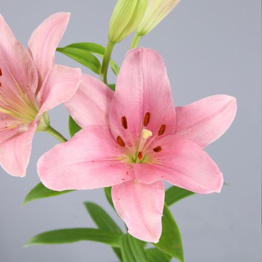 Buquê de Lillium