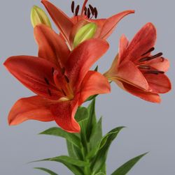 Buquê de Lillium