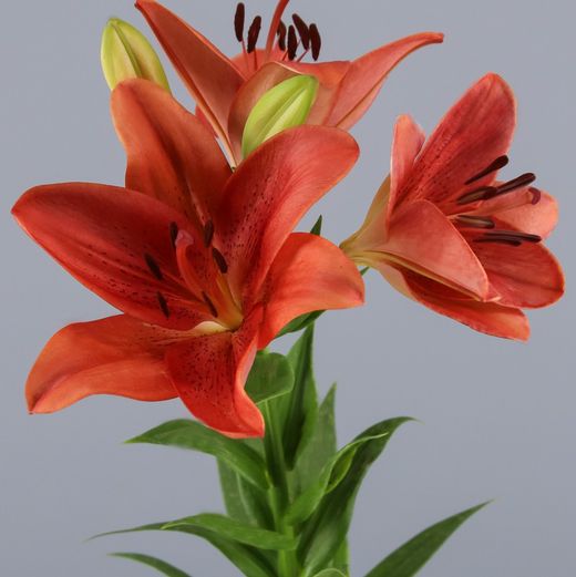 Buquê de Lillium