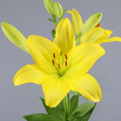 Buquê de Lillium