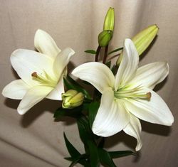 Buquê de Lillium