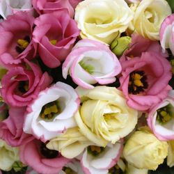 Ramo de Lisianthus