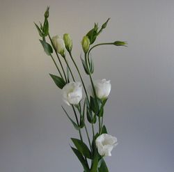 Ramo de Lisianthus