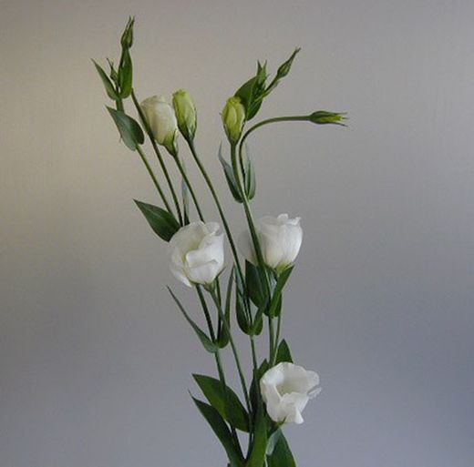 Ramo de Lisianthus