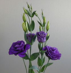 Ramo de Lisianthus