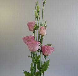 Ramo de Lisianthus