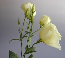 Ramo de Lisianthus