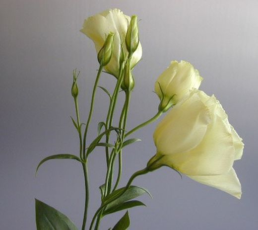 Ramo de Lisianthus