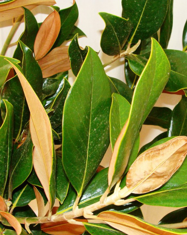 Ramo de Magnolia — Floresfrescasonline