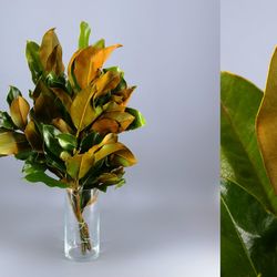 Ramo de Magnolia