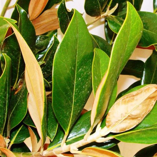 Ramo de Magnolia