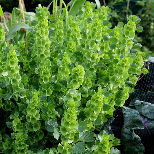 Ramo de Moluccella