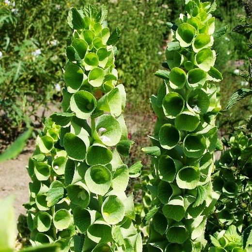 Buquê de Moluccella
