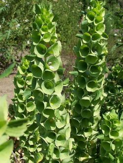 Ramo de Moluccella