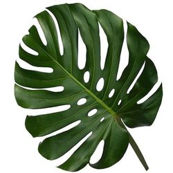 Ramo de Monstera