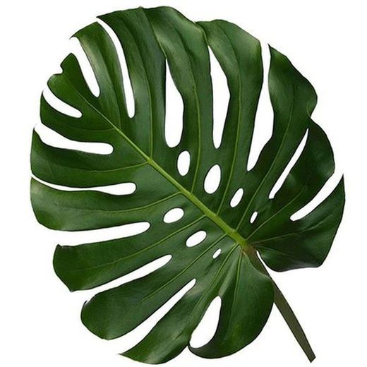 Ramo de Monstera