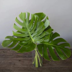 Ramo de Monstera