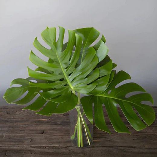 Ramo de Monstera