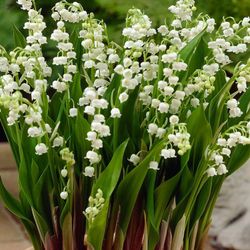 Ramo de Muguet 25 Tallos
