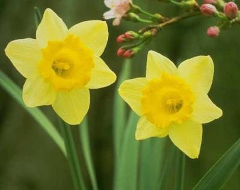 Ramo de Narcisos — Floresfrescasonline