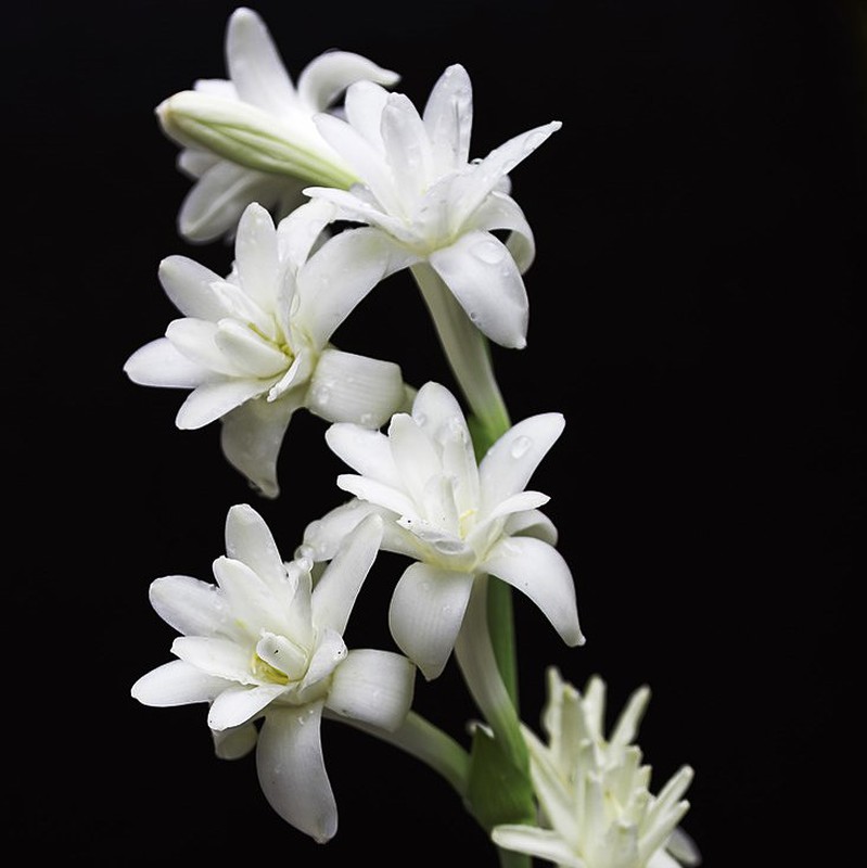 Magníficos y perfumados nardos recién — Floresfrescasonline