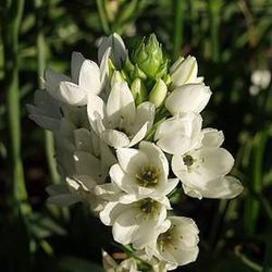 Ram de Ornithogalum