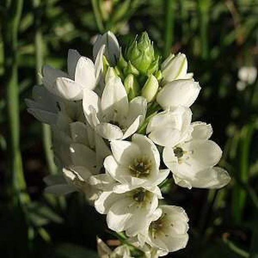 Ram de Ornithogalum