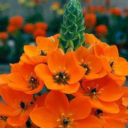 Ram de Ornithogalum