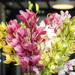 Ram de Orquideas Cymbidium