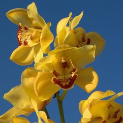 Ram de Orquideas Cymbidium