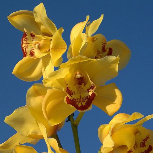 Ram de Orquideas Cymbidium