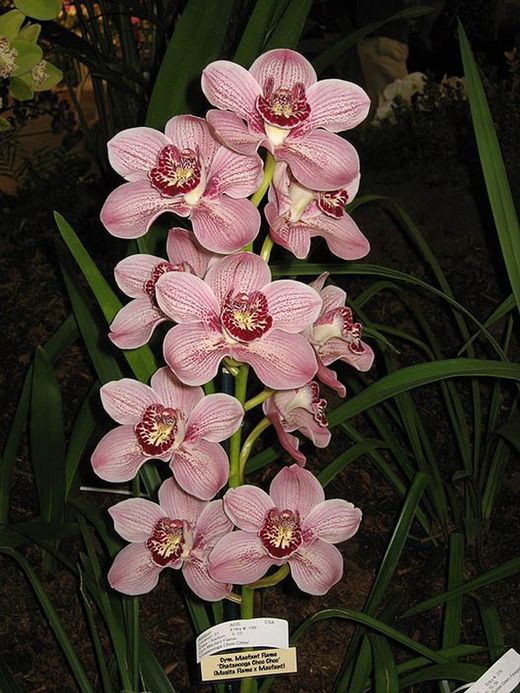 Ram de Orquideas Cymbidium