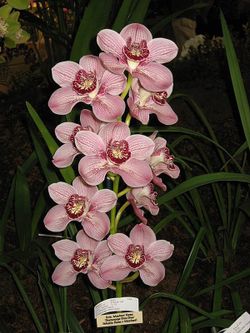 Ram de Orquideas Cymbidium