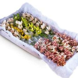 Ram de Orquideas Cymbidium