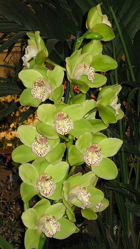 Ram de Orquideas Cymbidium — Flors Catalunya
