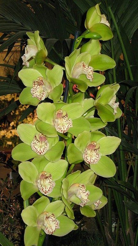 Ram de Orquideas Cymbidium