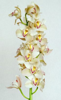 Ram de Orquideas Cymbidium