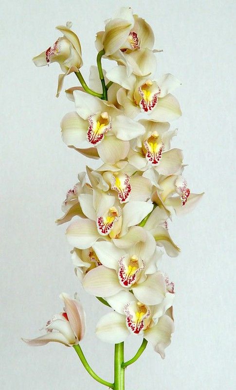Ram de Orquideas Cymbidium