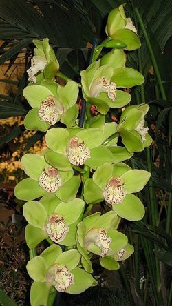 Ram de Orquideas Cymbidium