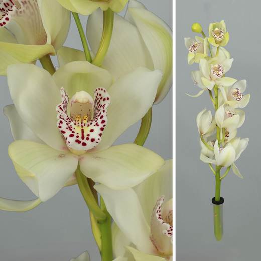 Ram d'Orquídies Cymbidium Mini