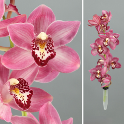 Ram d'Orquídies Cymbidium Mini