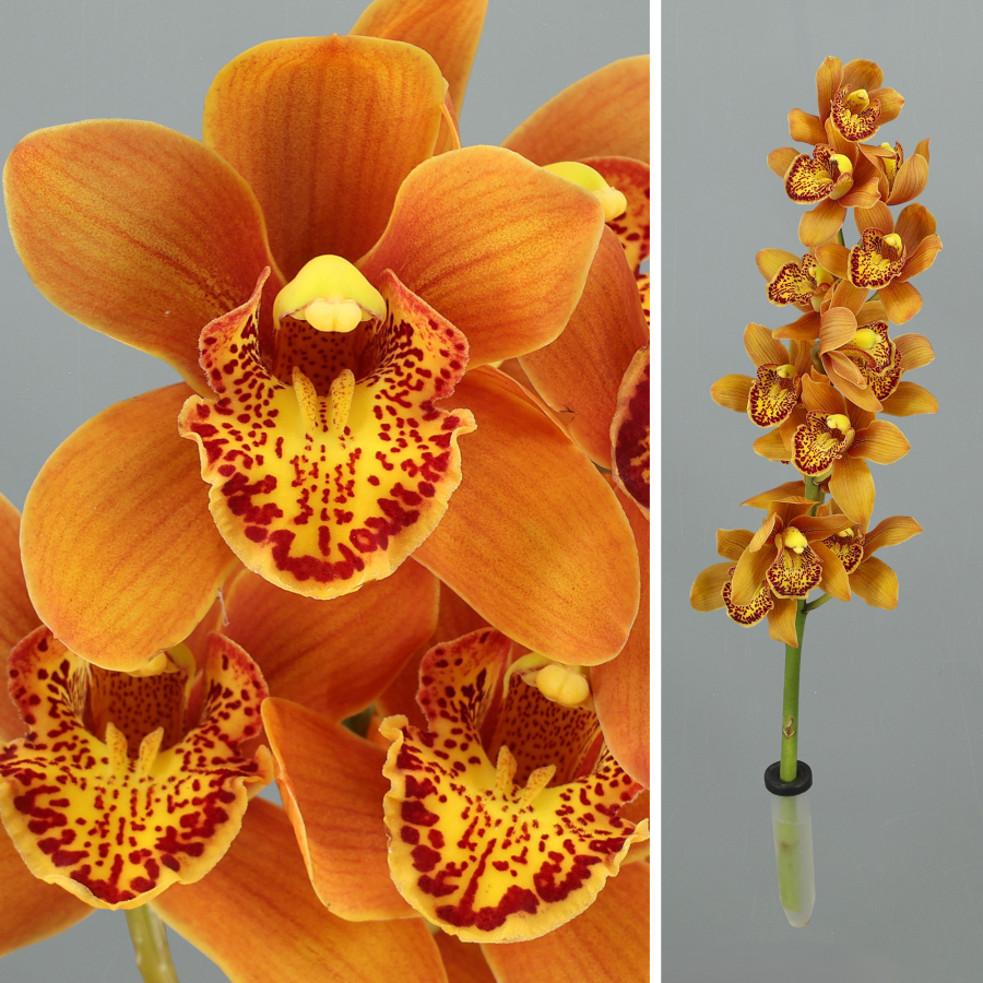 Ramo de Orquideas Cymbidium Mini Amarillo