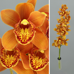 Ram d'Orquídies Cymbidium Mini