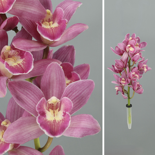 Ram d'Orquídies Cymbidium Mini