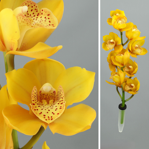Ram d'Orquídies Cymbidium Mini