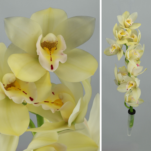 Ram d'Orquídies Cymbidium Mini
