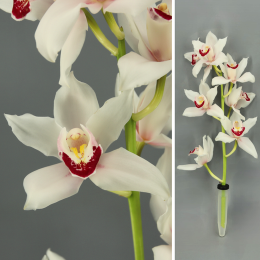 Ram d'Orquídies Cymbidium Mini