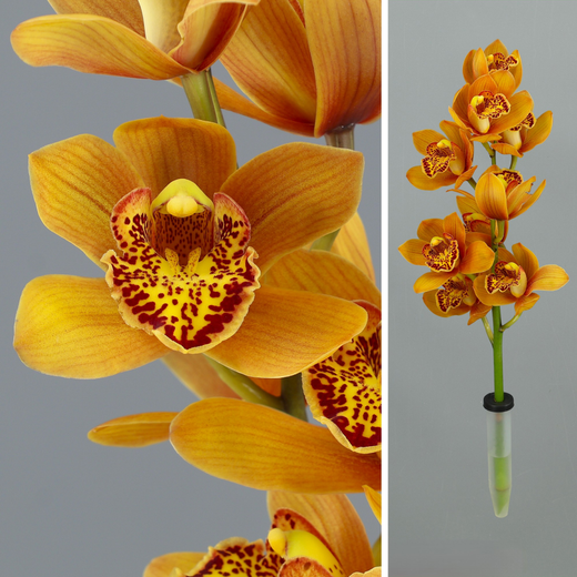 Ram d'Orquídies Cymbidium Mini