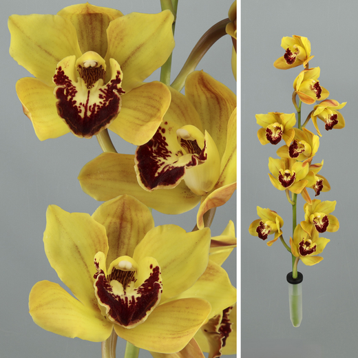 Ram d'Orquídies Cymbidium Mini