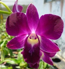 Bouquet d'orchidées Dendrobium